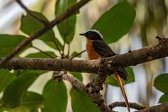 Cossypha albicapillus albicapillus