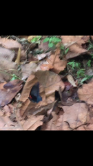 Papilio memnon agenor