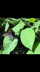 Papilio memnon agenor