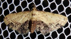 Acygnatha terminalis