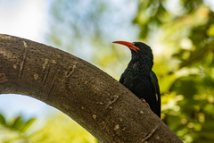 Phoeniculus purpureus