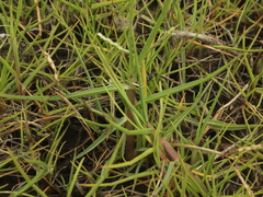Paspalum distichum