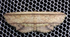 Hyposada ruptifascia