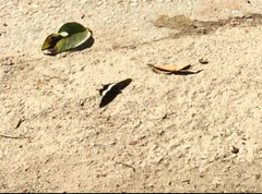 Papilio polytes romulus