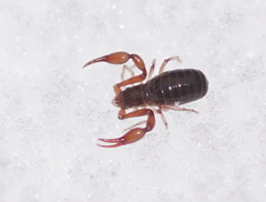 Neobisium