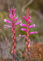 Watsonia aletroides