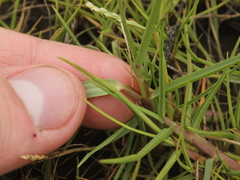 Paspalum distichum