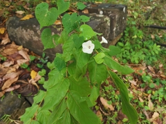 Ipomoea obscura