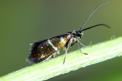 Micropterix aruncella