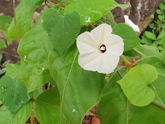 Ipomoea obscura