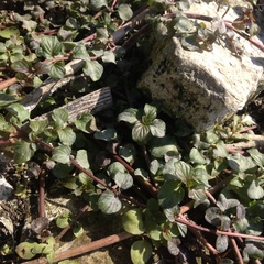 Magnoliopsida