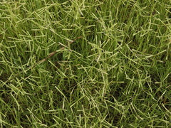 Paspalum distichum
