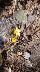 Sphaeralcea coulteri
