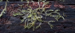 Lophocolea bidentata