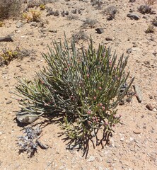 Euphorbia dregeana