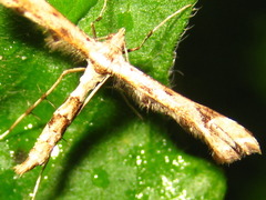 Pterophoridae