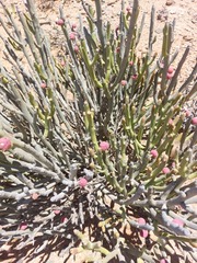 Euphorbia dregeana