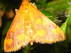 Pyrausta phoenicealis