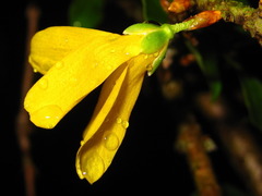 Forsythia koreana