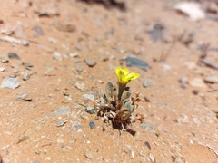 Gazania lichtensteinii