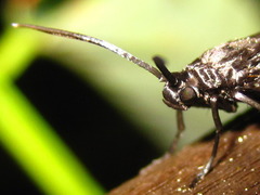 Zygaenidae