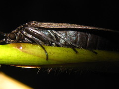 Zygaenidae