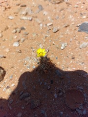Gazania lichtensteinii
