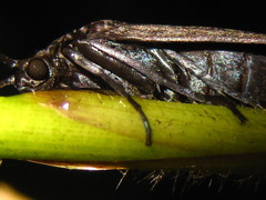 Zygaenidae