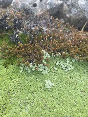 Pterygopappus lawrencei