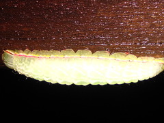 Gonoclostera timoniorum