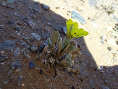 Gazania lichtensteinii