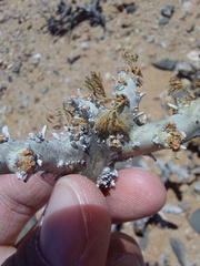 Monsonia