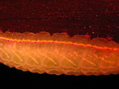 Gonoclostera timoniorum