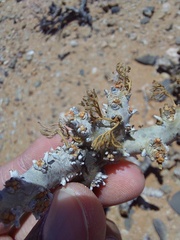 Monsonia