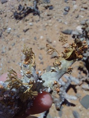Monsonia