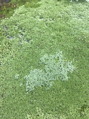 Pterygopappus lawrencei