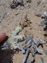 Monsonia