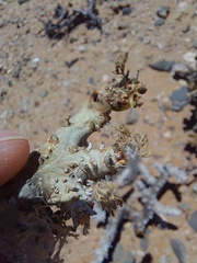 Monsonia