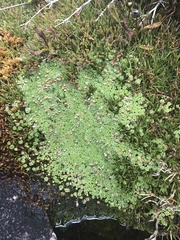 Pterygopappus lawrencei