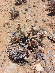 Hartmanthus pergamentaceus