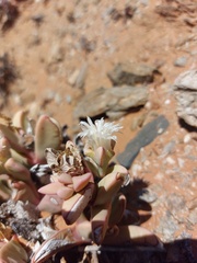 Hartmanthus pergamentaceus