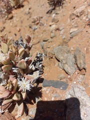 Hartmanthus pergamentaceus