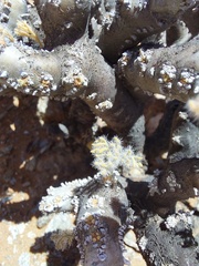Monsonia