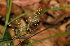 Lomandra laxa