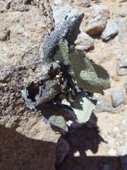 Xanthoparmelia hottentotta