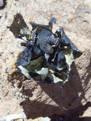 Xanthoparmelia hottentotta