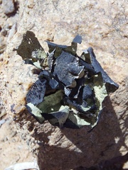 Xanthoparmelia hottentotta