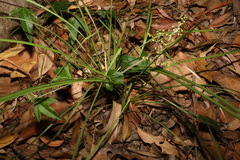 Lomandra laxa