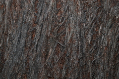 Eucalyptus baileyana