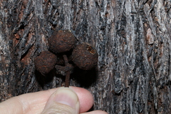 Eucalyptus baileyana